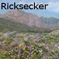 JulianneRicksecker